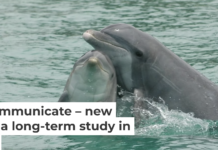 Bottlenose dolphins are social creatures that use whistles and clicks to communicate with each other. Brookfield Zoo Chicago's Sarasota Dolphin Research Program, taken under NMFS MMPA Scientific Research Permit